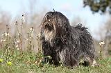 LHASSA APSO 047